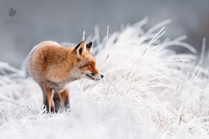 28. Frozen Fox
