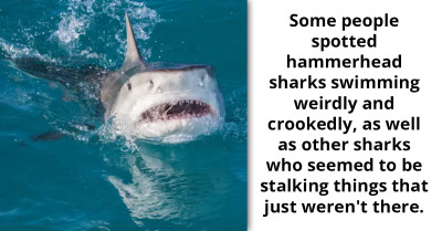 Shark Week Is Said To Cover "Cocaine Sharks" That Might Be Feasting Off Cocaine Being Dumped Off The Coast Of Florida