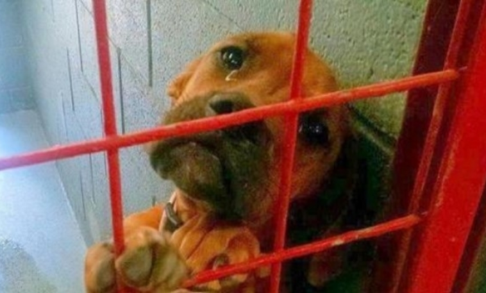 The staff at High Plains Humane Society (HPHS) took this photo of a dog crying because no one would adopt her. And it made a huge impact.