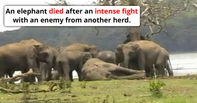 Viral Video Shows Many Elephants Gather Around Their Lifeless Leader as They Mourn Over Its Passing