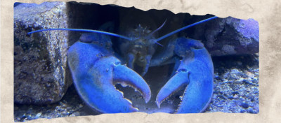 12 Blue Animals That Look Almost Unreal in Nature