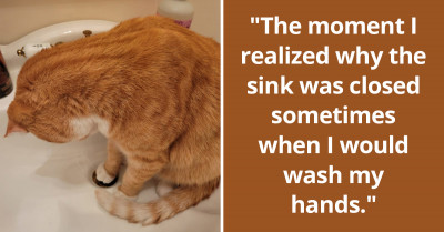16 Hysterical Posts About Cats Being Cats, As Shared By Their Pawrents On Social Media