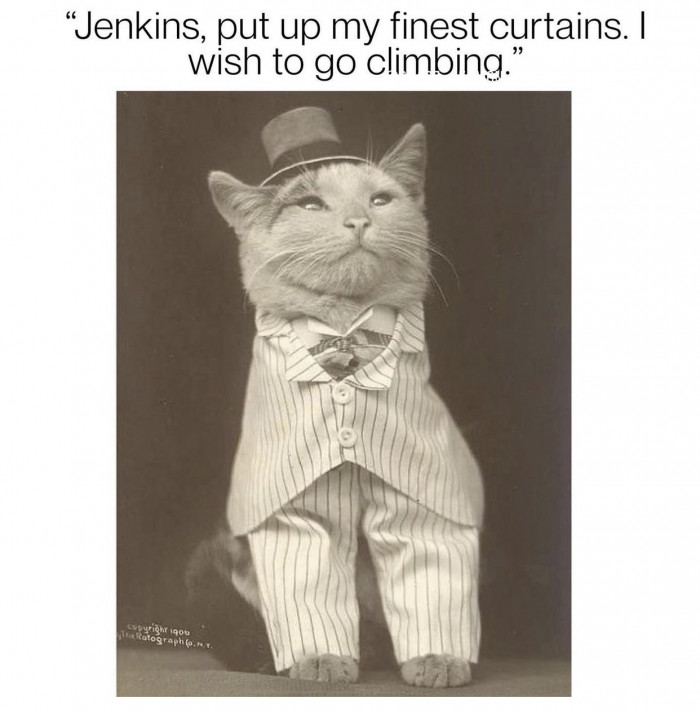 2. The fanciest cat of them all.