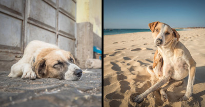 28 Adorable Photos of Stray Dogs Found on the Streets of Cape Verde Shared by the Photographer Who Took Them