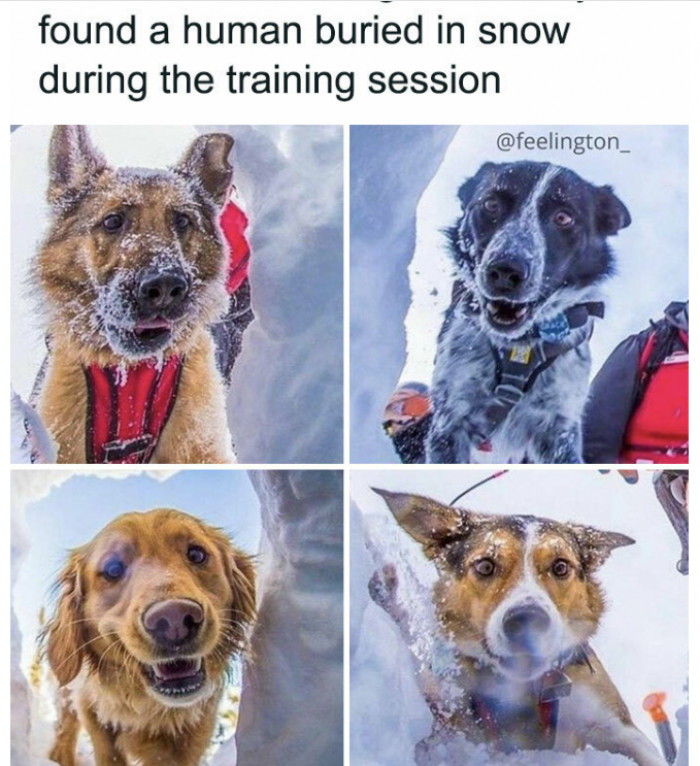 3. Doggos checking if the hoomans are okay.