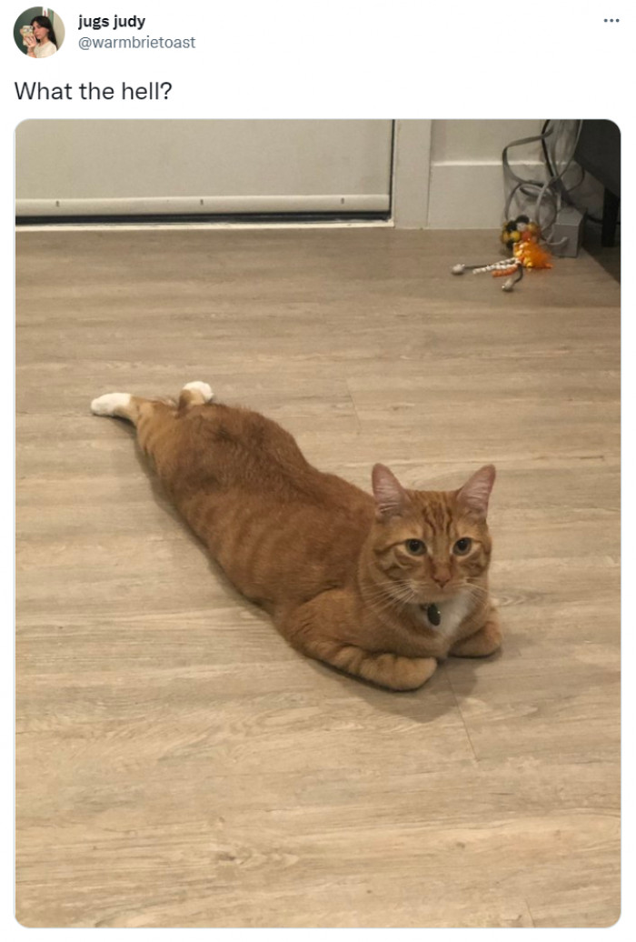 10. Ah yes, the rare sploot-loaf