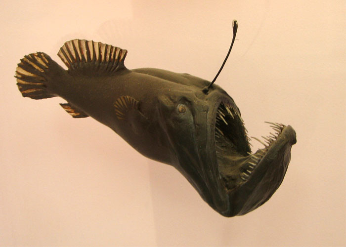 20. Anglerfish
