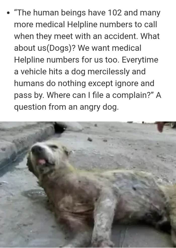 Dog Quora-style feed with “Interesting questions” text, playful discussion vibe