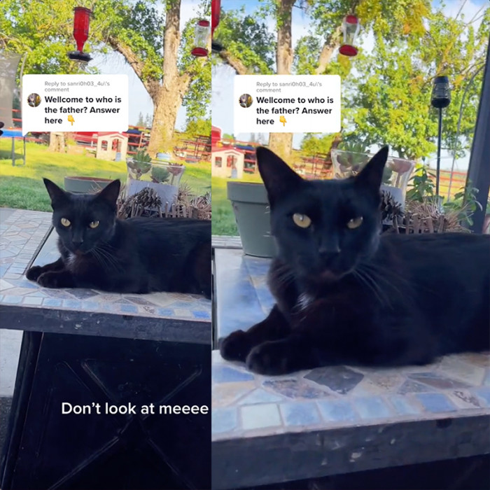 We also got to see the suspected father of the abandoned kitty, but unless Maury intervenes, we'll never know for sure.