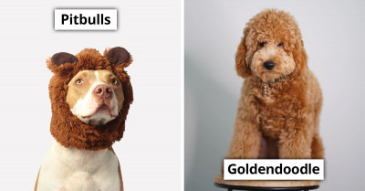 People Weigh-In On Which Breed Of Dog They Believe Is The Most Intelligent In The World