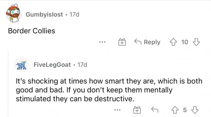 Border Collies are sometimes too smart for their own good, but we still love them.