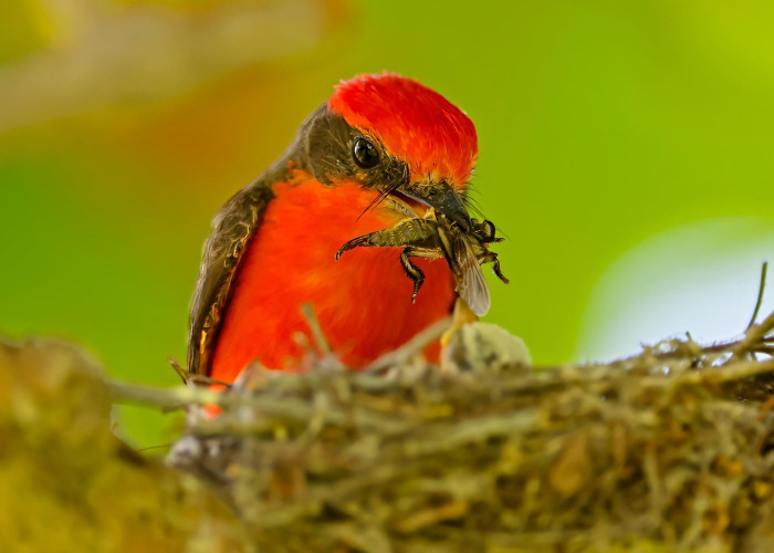 Why Did Birds Lose Their Teeth?
