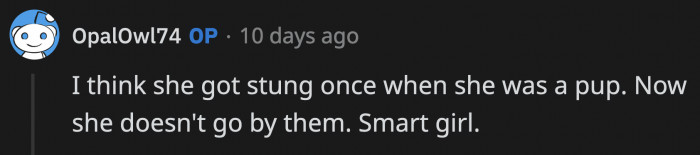 OP's dog was stung once as a pup and has been vigilant of tiny poking creatures ever since