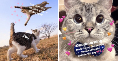 Mom Adopts Cat for Her Daughter Only to Fall So in Love with the Pet She Couldn't Stop Sharing Wholesome Cat Memes Afterward