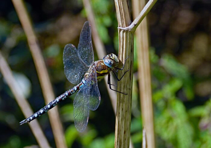 13. Dragonflies