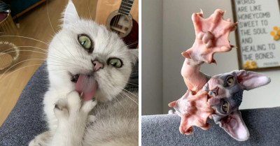 It's Time You Learned About Murder-Mittens