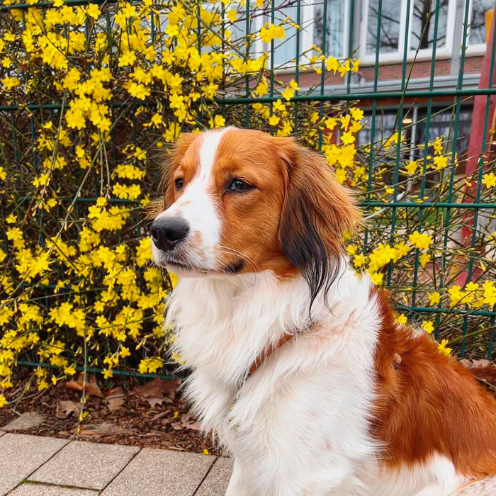 29. Nederlandse Kooikerhondje