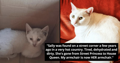 16 Before and After Photos Of Cats After They Were Rescued And Adopted By Worthy Families