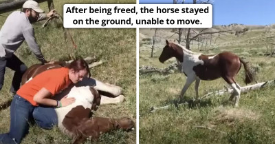 Check Out This Heroic Moment When A Man Rescued A Horse Stuck In A Fence