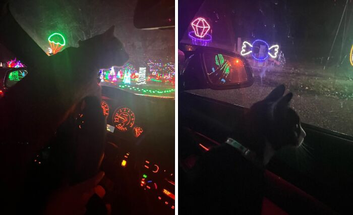 1. The kitty can’t believe how beautiful the Christmas lights are