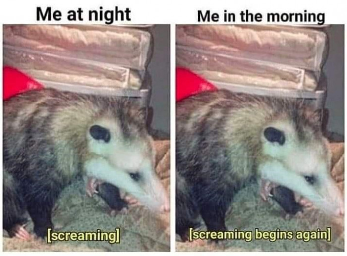 2. This little creature is such a mood.