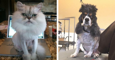 50 Times Pets Were Unrecognizable After A Grooming Session
