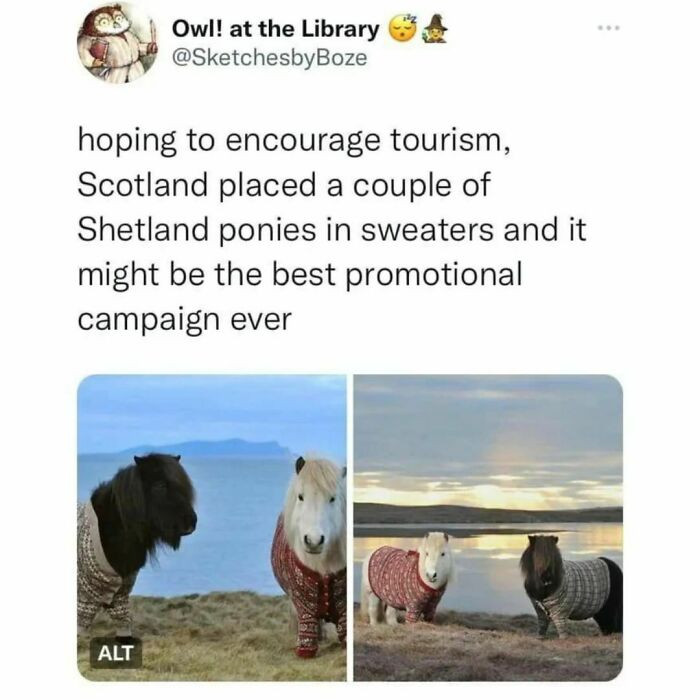 46. 10/10 would visit Scotland for Shetland ponies in sweaters
