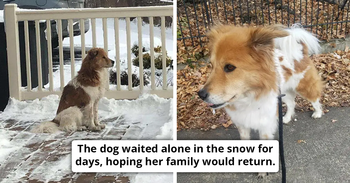 Devoted Dog Waits Alone In Snow for 5 Days, Rescuer Steps In