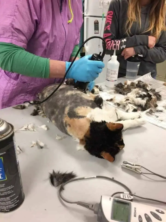 Dr. Yaelen Levitzki, a veterinarian who played a role in helping Hidey get rid of her tangled fur, said: “I’ve never seen such extensive matting in a cat. Her fur had formed into dreadlocks.”