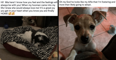 Beautiful Thread Of Thankful Dogs Shedding Joyous Tears After Being Rescued And Given Forever Homes