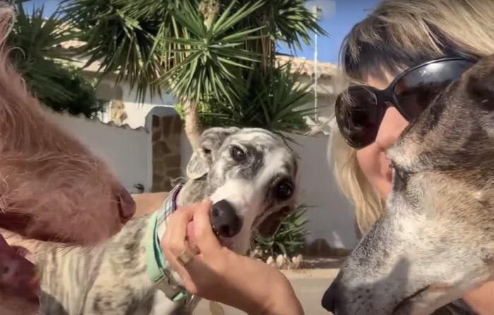 You can already tell how happy she looks with her new foster mom.