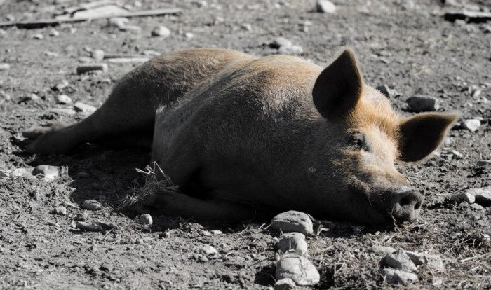 Pig Food, Families, and Natural Behavior