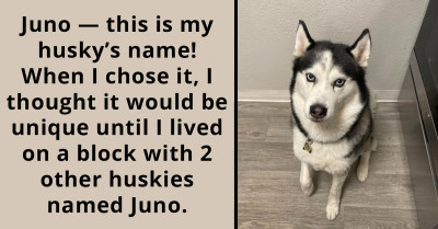 Redditors To The Rescue - Pet Owners Find The Perfect Names With A Little Help From The Internet