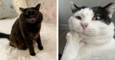 52 Feel-Good Gallery Of Funny, Cute, And Surprisingly Charming Feline Moments