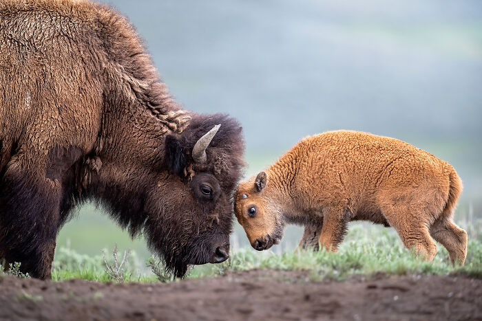 Wildlife: Highly Honored - American Bison And Calf By Lara Ferraro
