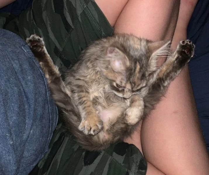 17. “We just adopted Lily today. I think she’s malfunctioning.”