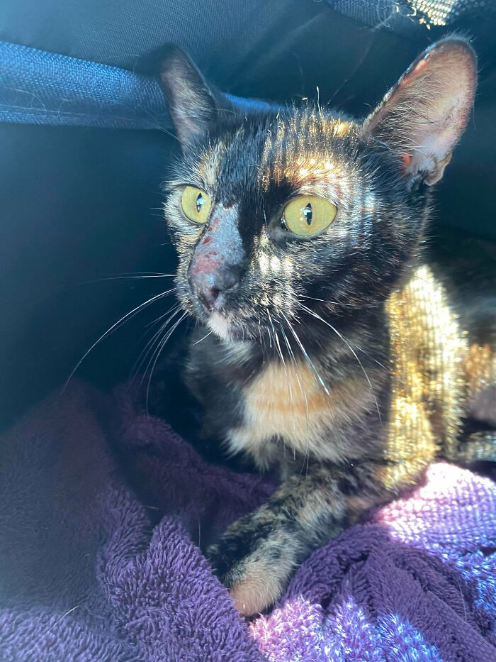 8. "They told us it might be cancer; we adopted her anyway. It turns out she was just stressed out!"