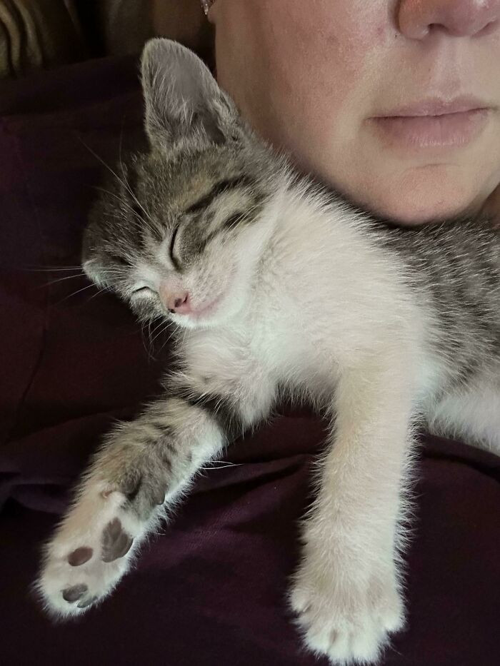 13. "Adopted This Fluff Nugget A Week Ago. Safe To Say Cleocatra Seems Pretty Okay With Me"