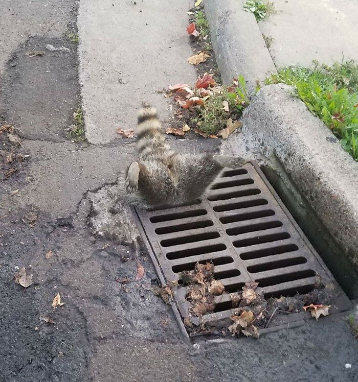 49. Thanks to public works employees, this trash panda was set free.