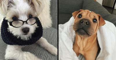 These 16 Mixed-Breed Dogs Are So Darn Cute