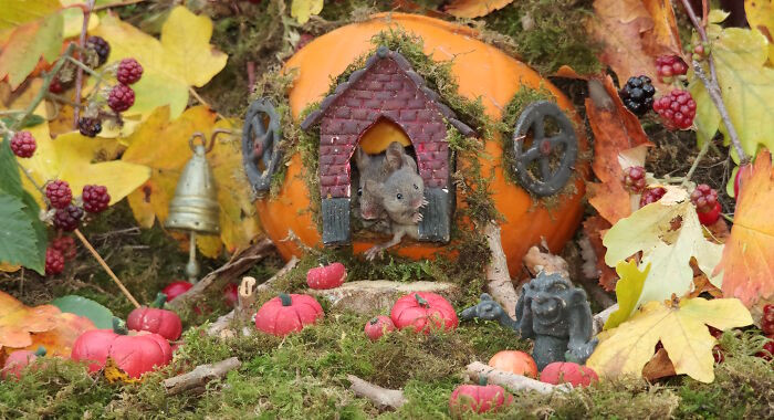 15. Pumpkin Cottage And A Little Baby Mouse At The Door