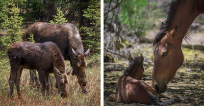 31 Heartwarming Wildlife Photos Of Mothers And Their Babies In The Wild