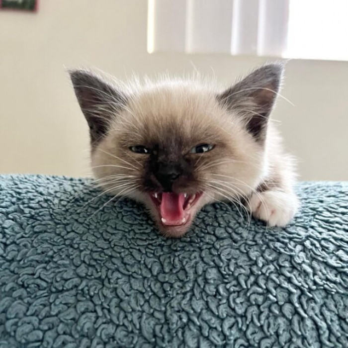 Wasabi is the spiciest and spittiest of the three