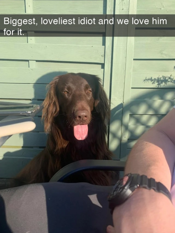 21. When your doggo knows you stick your tongue out for selfies... Snap! Snap!