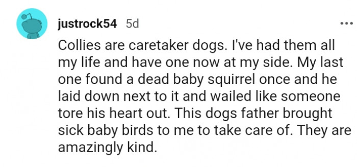 14. I've had Collies all my life