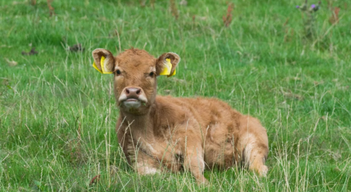 Miniature Cattle