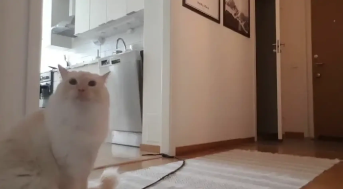 “He talks a lot with that ‘whiny’ and sad voice and tone, but maybe he is crying because he seems so lonely and restless. It felt like we could never leave him alone again.”