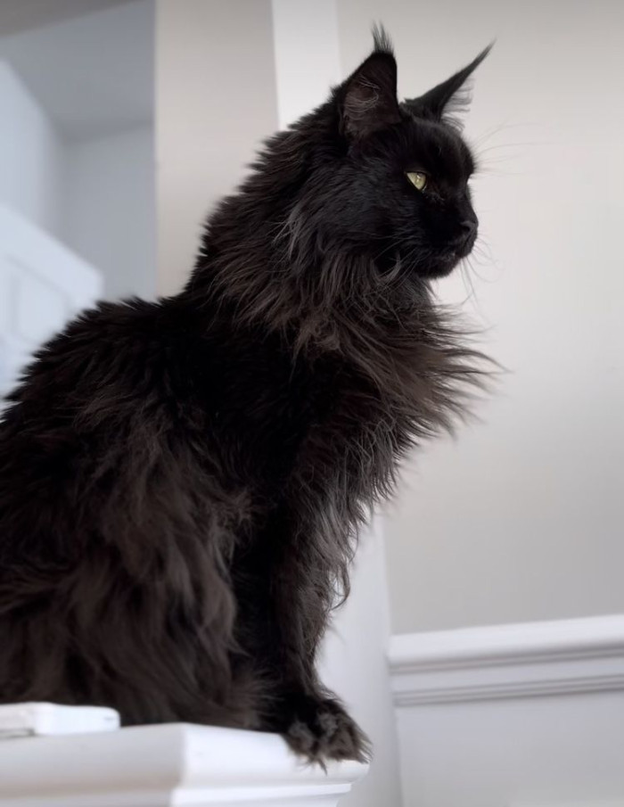 Black smoke vs silver tabby Maine Coon