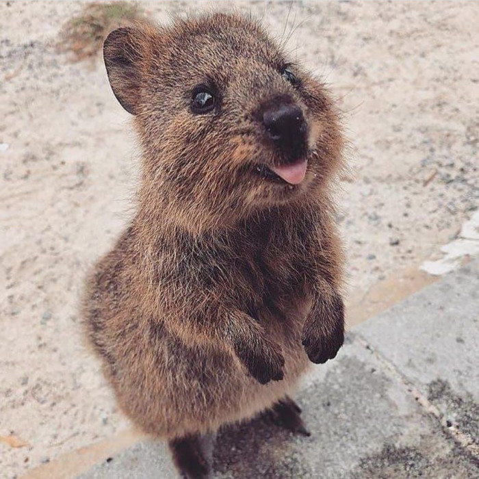 They deserve praise after that top-tier dog impersonation