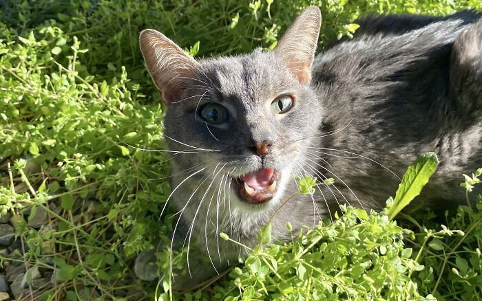 6. This is Rudy. He brought 13 happy years to his owner.